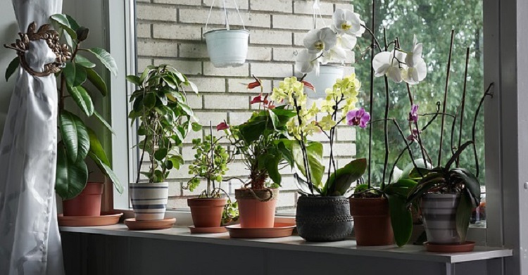 szobanövények ablak