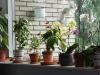 Tedd ragyogóvá a szobanövényeidet a hosszú tél után