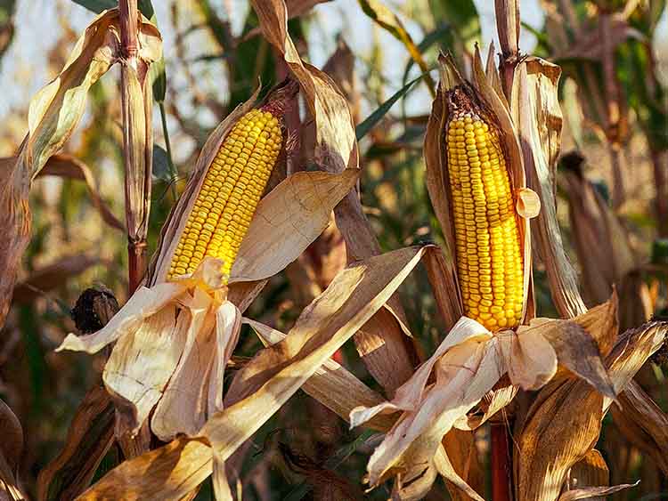 Magyarország is korlátozottan tud majd kukoricát exportálni