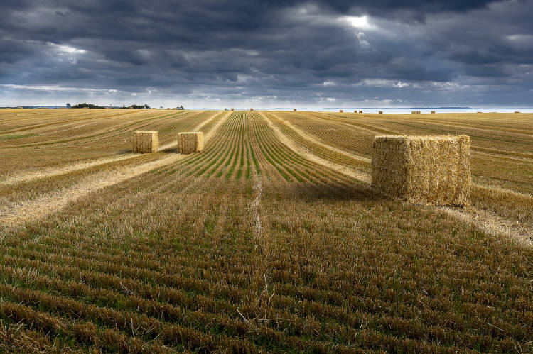 A búzaszállítmányok tekintetében 2017-ben megelőzték az Európai Uniót, az Egyesült Államokat és Kanadát is, így az ország visszanyerte a cárok korának státuszát a világ legnagyobb gabonaexportőreként.