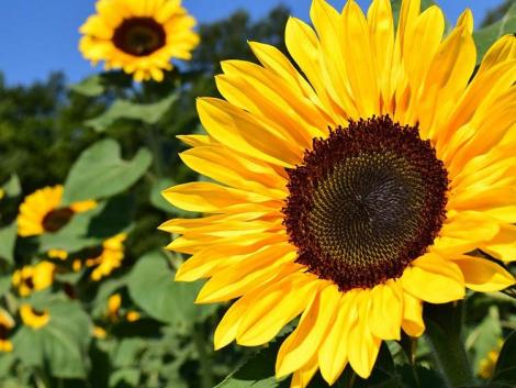 A takarékos gazdák egyszikűirtója