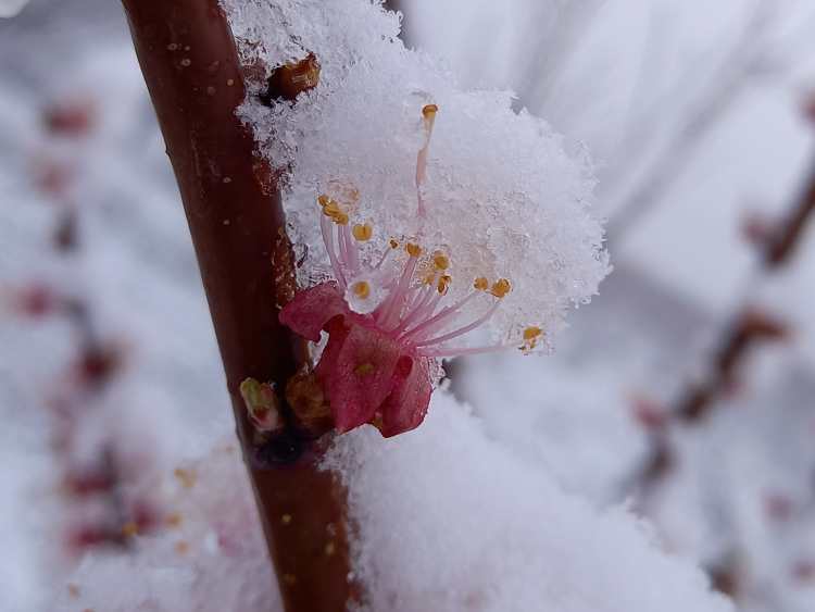 havas gyümölcsfa