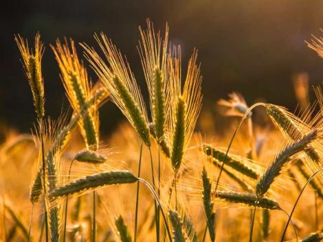 Hírek, Agrárhírek, Mezőgazdasági Hírek - Agroinform.hu