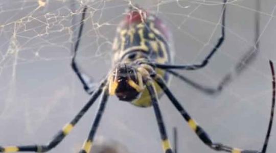 Hatalmas pók, ami elpusztítja a poloskákat – videó