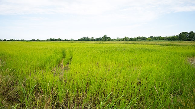 szántóföld rizsföld