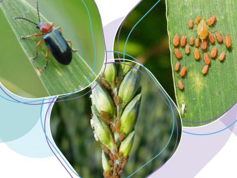 Új rovarölő szer bukkant fel a Syngenta termékpalettáján Új rovarölő szer bukkant fel a Syngenta termékpalettáján