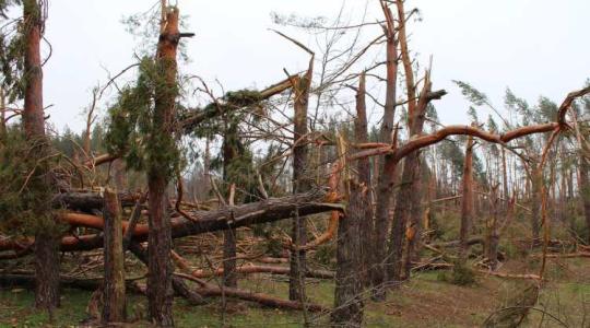 Letarolt erdők az Arwen vihar nyomában – döbbenetes mértékű a kár
