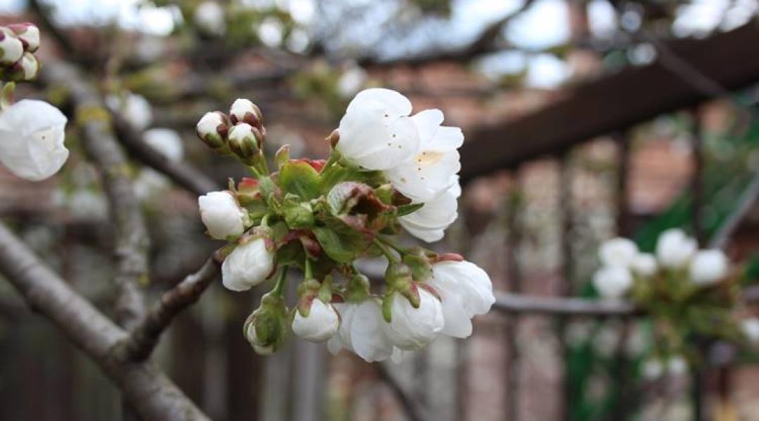Kertészeti növényvédelmi előrejelzés: Veszélyben a cseresznye és az őszibarack!