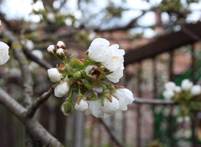 Kertészeti növényvédelmi előrejelzés: Veszélyben a cseresznye és az őszibarack!