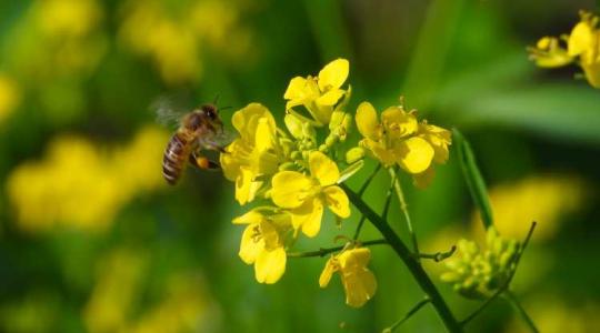 Egy méhkímélő biostimulátor: Natural Force