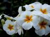 5 gyönyörű virág, amelyeket tavasszal ültethetsz