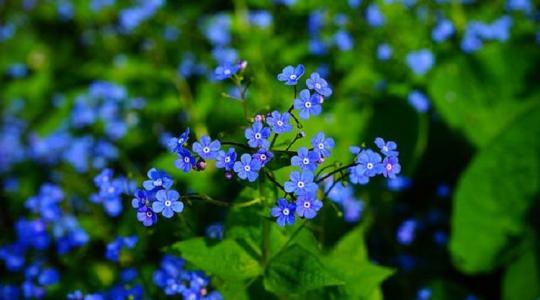 5 gyönyörű virág, amelyekkel tavasszal szépítheted a kertet
