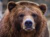 Románia engedélyezte a medvék kilövését