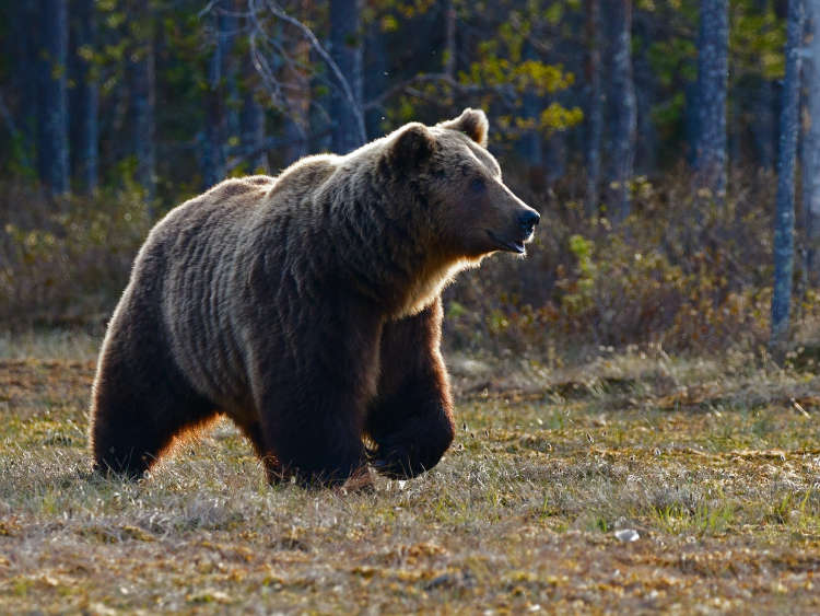 Hargita megyében 35, Marosban 25, Kovászna megyében 13, Brassóban pedig 11 medvét lőhetnek ki a helyi vadásztársaságok. Fotó: Unsplash