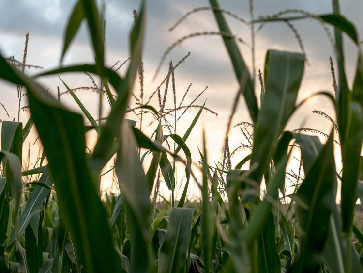 Az AFPC egy másik jelentést is készített az év elején, melyben arra összpontosítottak, hogy mi okozza a nitrogénárak megugrását és az ebből eredő hatást a kukoricatermelők inputköltségeire.