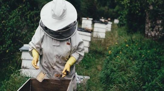 A méhmérgezések kiváltó okai