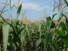 A termés rekordgyanús, mégis csúcson a kukoricaárak