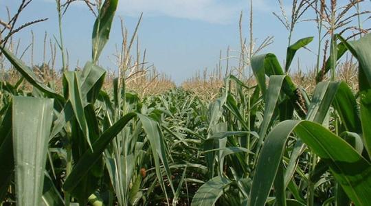 A termés rekordgyanús, mégis csúcson a kukoricaárak