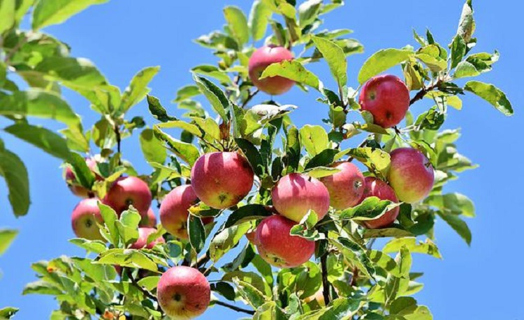almafa almákkal