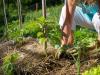 3+1 tipp, hogyan lehet permakultúrás kertünk