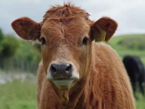Szakmai napok az állattenyésztőknek – Alföldi Állattenyésztési és Mezőgazda Napok 2022