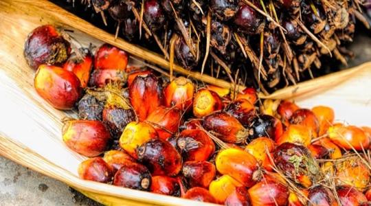 Keresett lett a pálmaolaj: folytatódik a természetrombolás