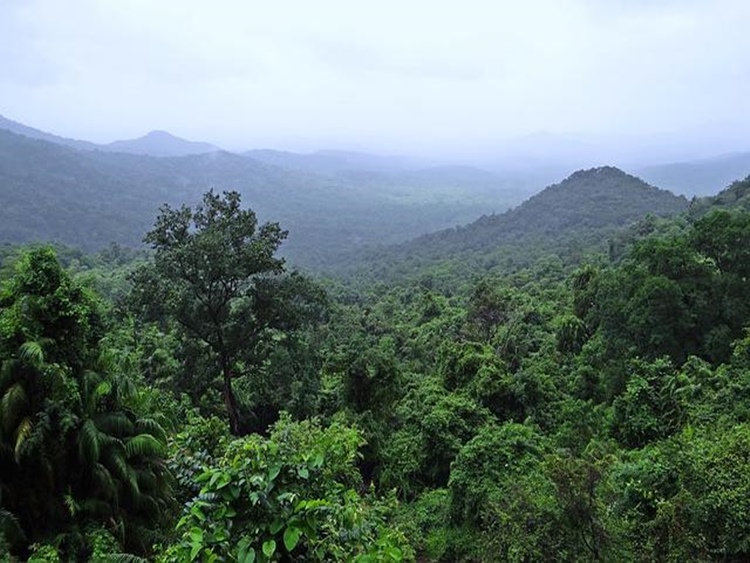esőerdők