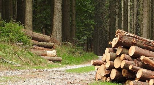 Mutatjuk, melyik megyében jelent óriási gondot az illegális fakitermelés