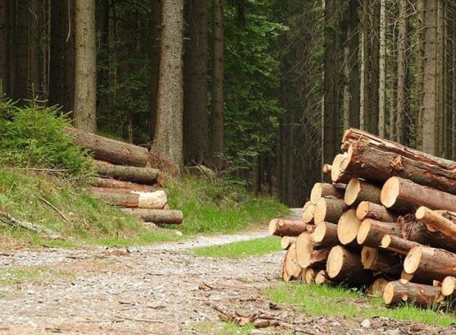 Mutatjuk, melyik megyében jelent óriási gondot az illegális fakitermelés