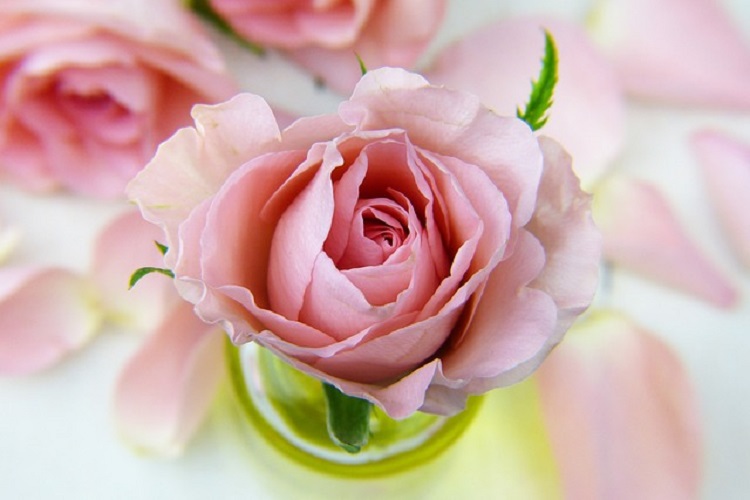 rózsa rózsaszín