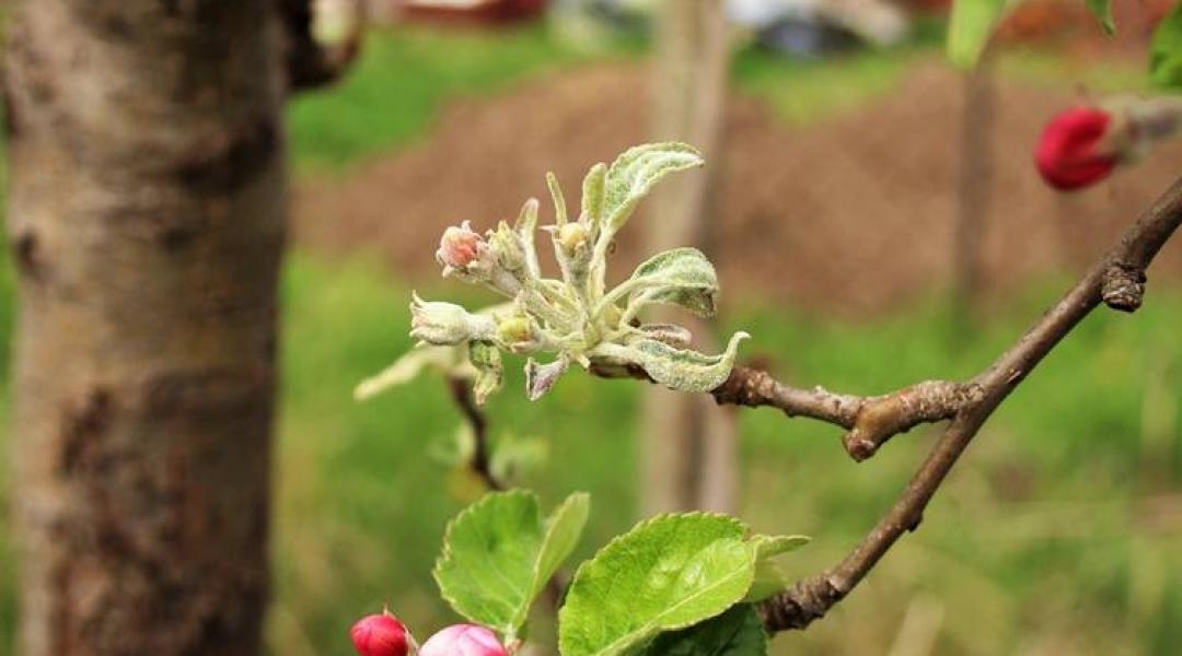 Kertészeti növényvédelmi előrejelzés: Az almát és a szilvát sem kímélik a levéltetvek! Védekezzünk!