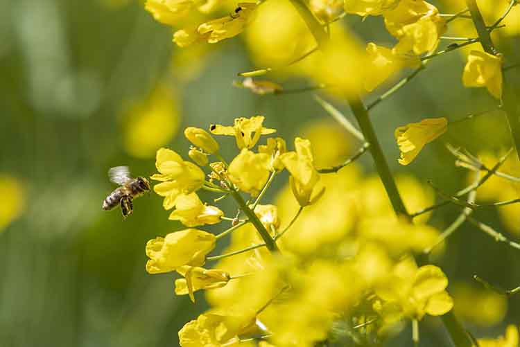 A méhek is járják már a virágzó repcét