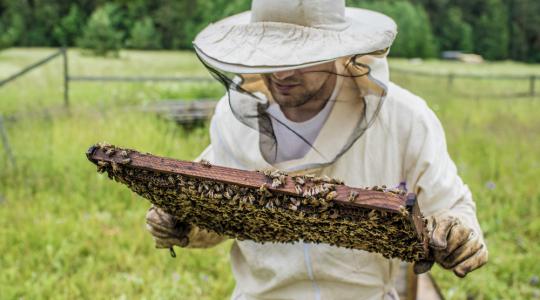 Megkülönböztetett figyelmet érdemelnek a méhészek