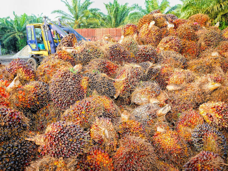 Indonézia, a világ vezető pálmaolajtermelőjeként múlt pénteken bejelentette, hogy be kívánja tiltani a legszélesebb körben használt növényi olaj exportját, ami sokkoló lépésként tovább fokozhatja a világszerte emelkedő élelmiszer-inflációt.