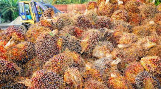 Leáll az indonéz pálmaolajexport, rákapcsol az élelmiszer-infláció