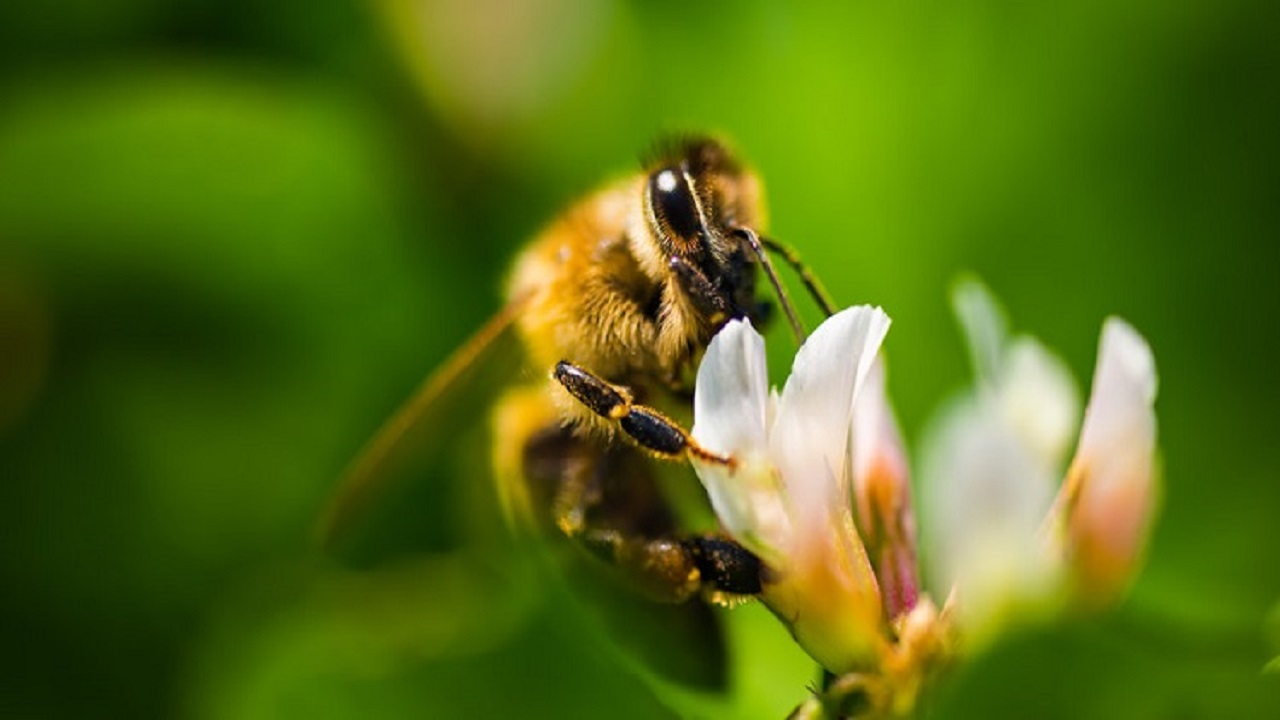 méh virágon