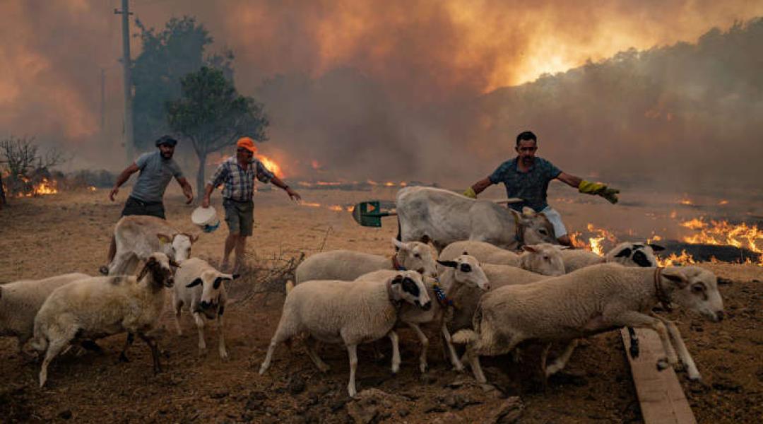 Dél-török tűzvész: Kétségbeesett gazdák terelik lángoló jószágaikat