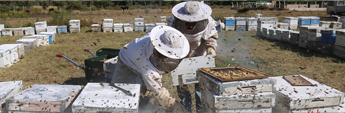 méhészek a kaptáraknál
