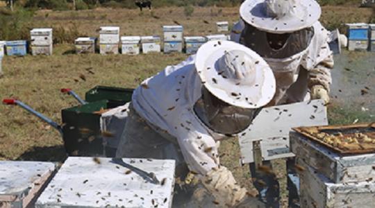 Hazánk megpályázta a 2025-ös méhészeti világkiállítás rendezését