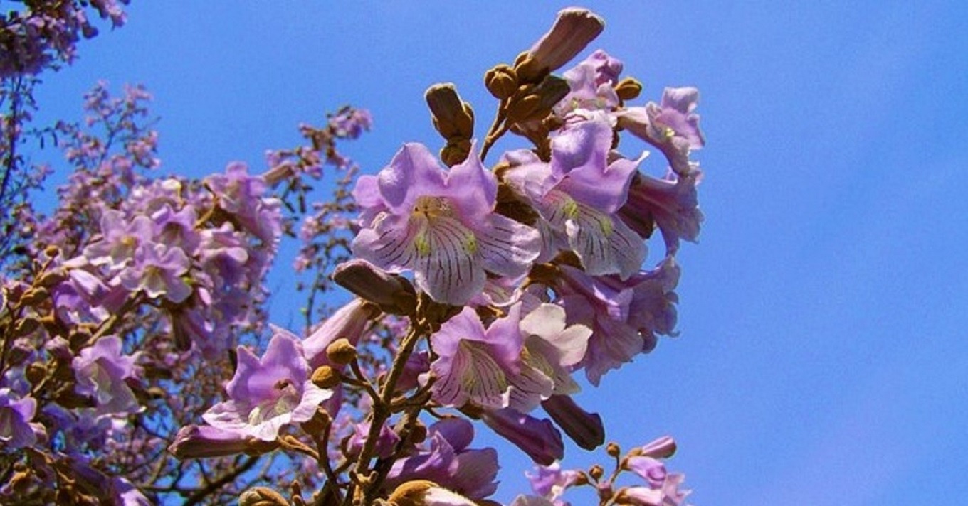 császárfa virág