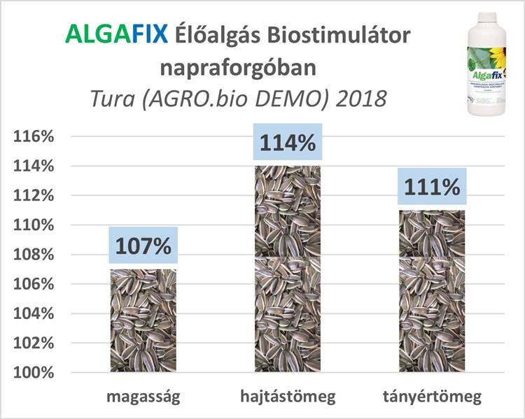Algafix élőalgás biostimulátor napraforgóban