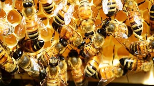 Bajban a méhészek: megviselte a hazai méhállományt a tél