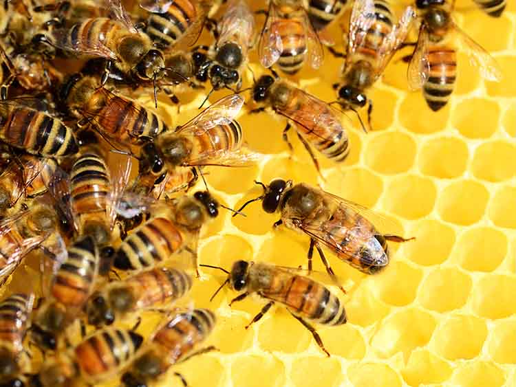 Kutatók évtizedek óta dolgoznak a mézelő méhek varroa atka elleni védekezési lehetőségeit keresve