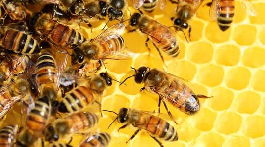 Ázsiából érkezett a méhek legnagyobb pusztítója. A megmentő is onnan jöhet?