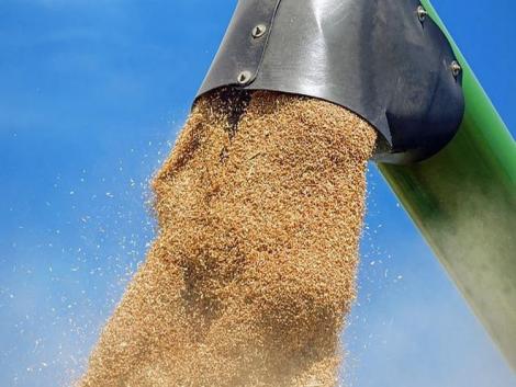 A gabonaárak további emelkedése – jó hír a termesztőknek, rossz az importőröknek