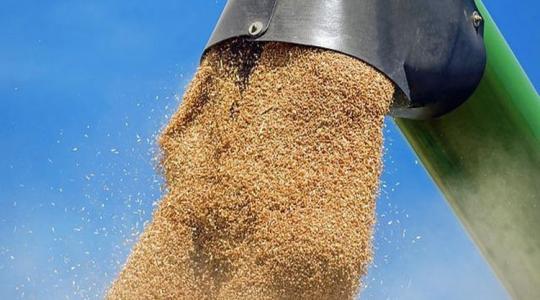 A gabonaárak további emelkedése – jó hír a termesztőknek, rossz az importőröknek
