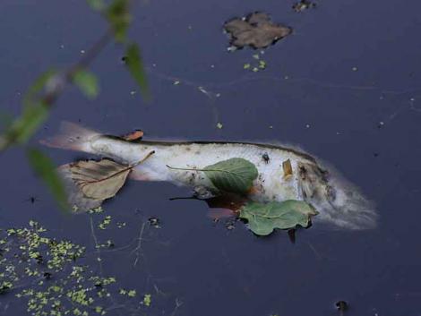 Kiderült, mitől pusztulnak a halak a Tisza-tónál!