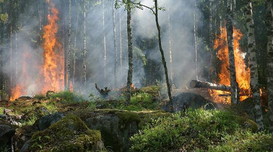 Európa lángokban! Minden eddiginél brutálisabb erdőtüzek pusztítanak