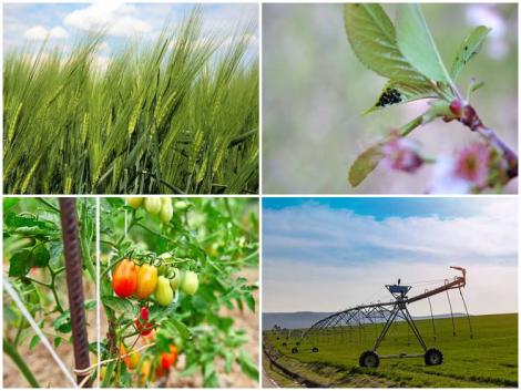 Aktuális pályázatok, gabonaár-emelkedés, visszafordíthatatlan változások az agráriumban