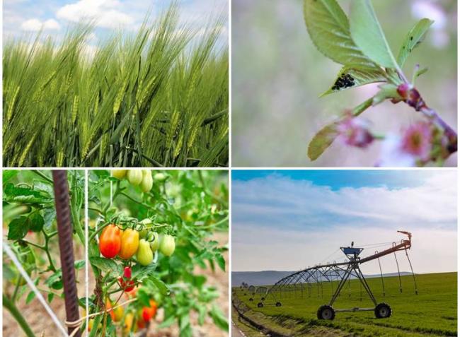 Aktuális pályázatok, gabonaár-emelkedés, visszafordíthatatlan változások az agráriumban